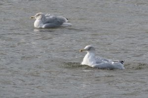 Two gulls