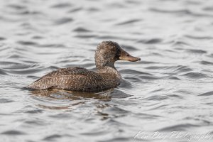 Blue-billed Duck ( F )