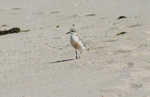 Red-Breasted Plover, or New Zealand Dotterel