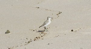 Red-Breasted Plover, or New Zealand Dotterel