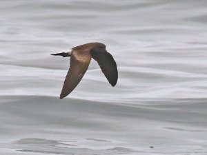 Townsend's Storm-Petrel