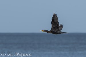 Great Cormorant