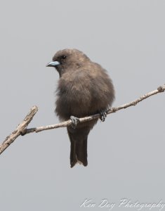 Dusky Woodswallow