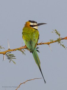 White-throated Bee-eater