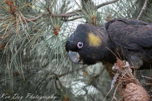 Yellow-tailed Black -Cockatoo ( M )