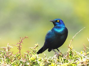 Rotschulter Glanzstar / Starling