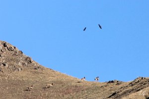 A pair of golden eagles hovering above a herd of Tian Shan wapiti