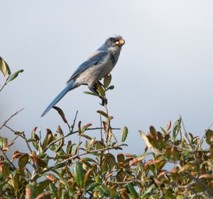 Florida Scrub Jay with a Florida sized Acorn