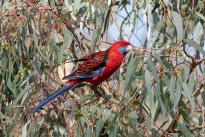 Crimson Rosella