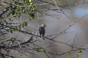 Chirping Cisticola at the Chobe river, northern Botswana