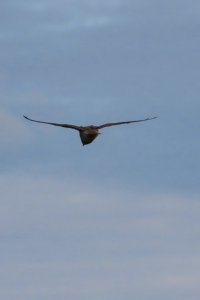 Kestrel