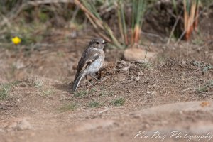 Scarlet Robin ( Juv )