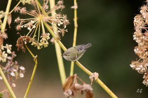 Hume's warbler