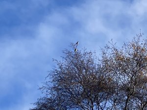 Waxwings