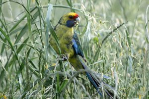 Green Rosella