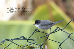 Sardinian Warbler