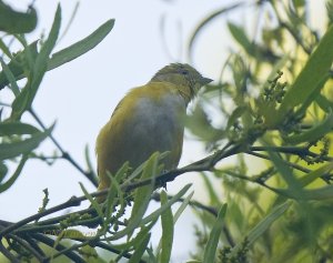 Trinidad Euphonia female