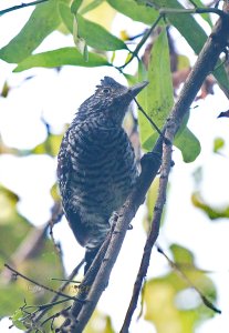 Barred Antshrike male