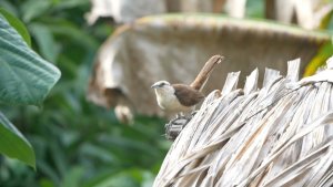 Bicolored Wren