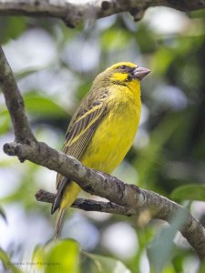 Yellow-fronted Canary