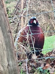 Pheasant By Fence In Llangollen, Wales