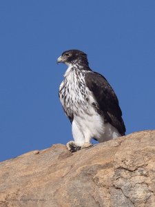 African Hawk Eagle