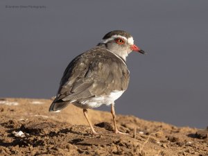 Three-banded Plover