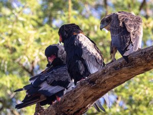 The Bateleur Family