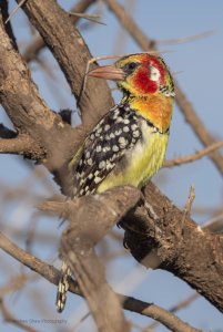 Red and Yellow Barbet