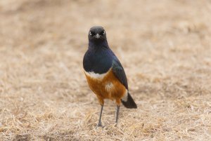The angry bird of superb starling