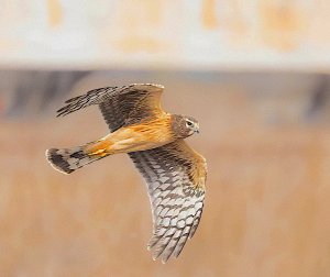 Northern Harrier, juvenile female