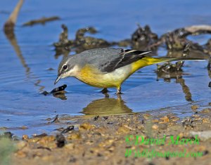 Grey Wagtail