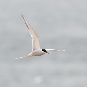 Arctic tern in flight