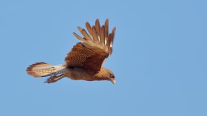 Chimango Caracara