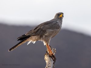 Eastern Pale Chanting Goshawk