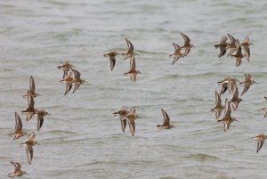 Dunlins in flight