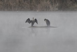 Double-Crested Cormorant through the morning mist.jpeg