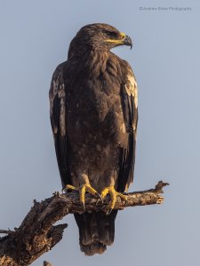 Tawny Eagle