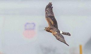 Northern Harrier, female