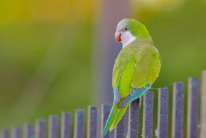 Monk Parakeet