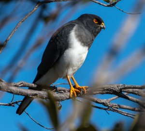 New Calidonian Goshawk 3357.jpg