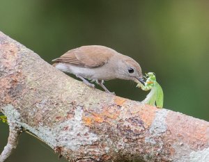 Olivaceous Flycatcher