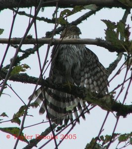 Cooper's Hawk