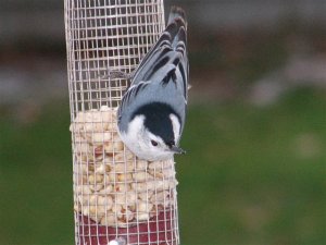 Nuthatch on nutfeeder.