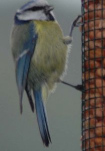 Blue tit feeding