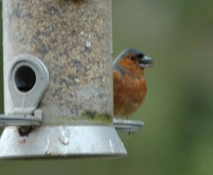 Chaffinch