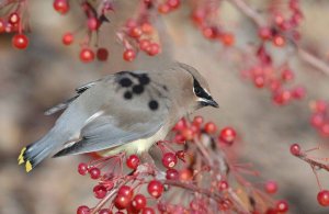 Cedar Waxwing