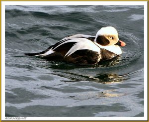 Long-tailed Duck