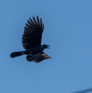 New Caledonian Crow.jpg