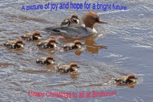 Goosander and family